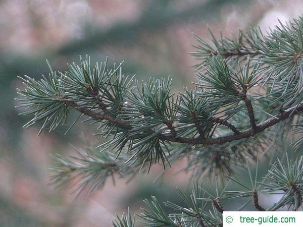 turkish cedar (Cedrus libani subsp. stenocoma) branch