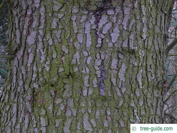 turkish cedar (Cedrus libani subsp. stenocoma) trunk / bark