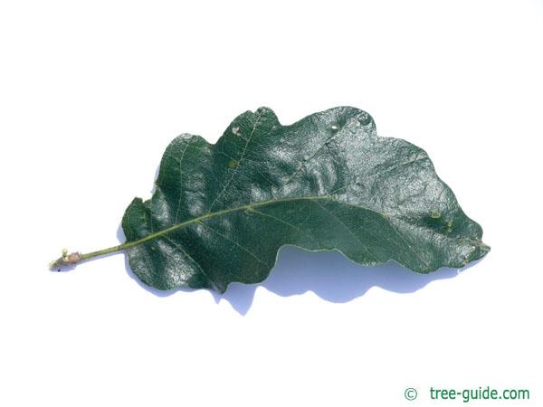 turkish oak (Quercus zerris) leaf