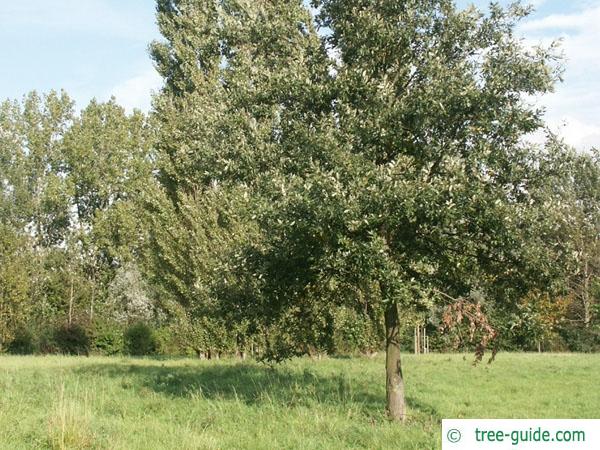 turkish oak (Quercus zerris) tree