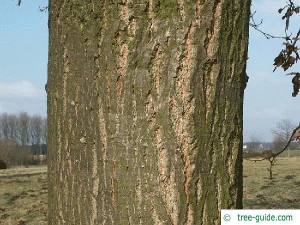 turkish oak (Quercus zerris) trunk / bark