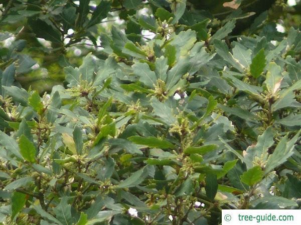 turners oak (Quercus turneri 'Pseudoturneri') leaves