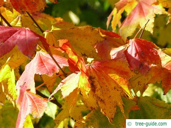 vine maple (Acer circinatum) in autumn