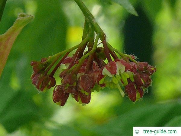 vine maple (Acer circinatum) flower