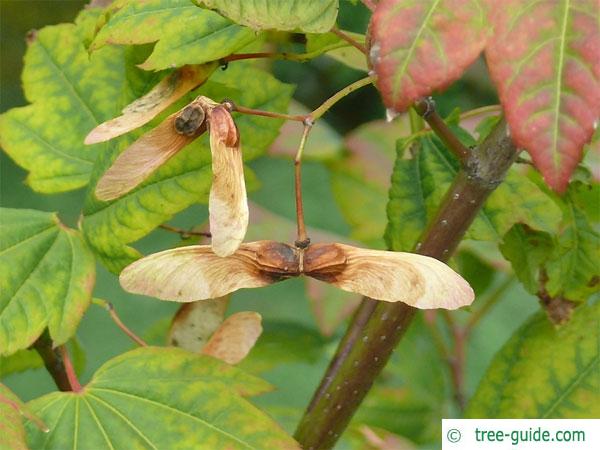 vine maple (Acer circinatum) fuit in autumn