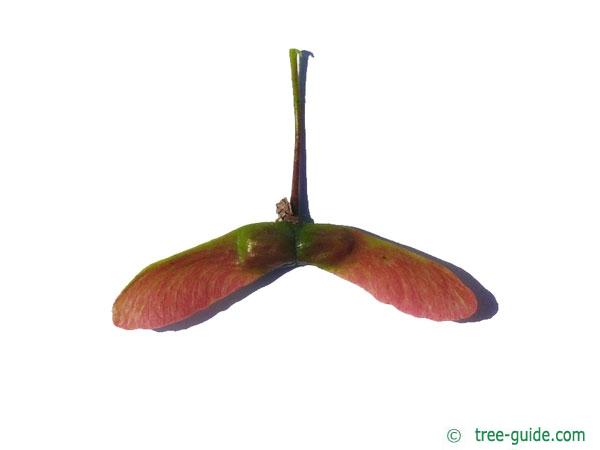 vine maple (Acer circinatum) trunk / bark