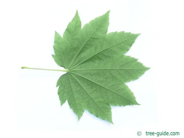 vine maple (Acer circinatum) leaf underside