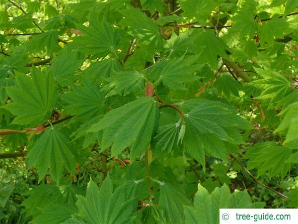 vine maple (Acer circinatum) leaves