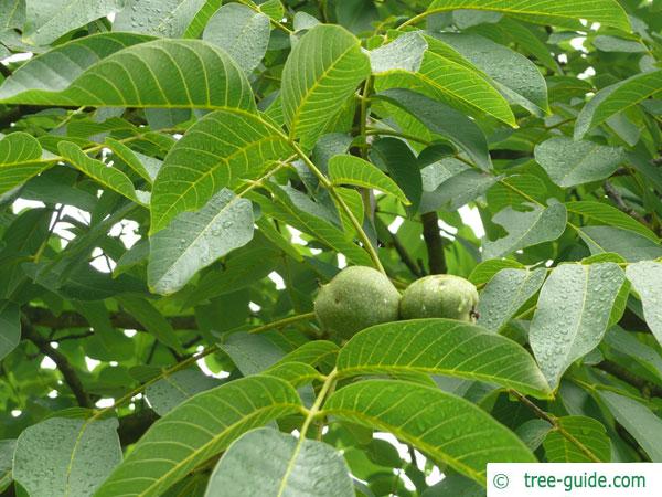 Fruit Tree Leaf Identification Chart