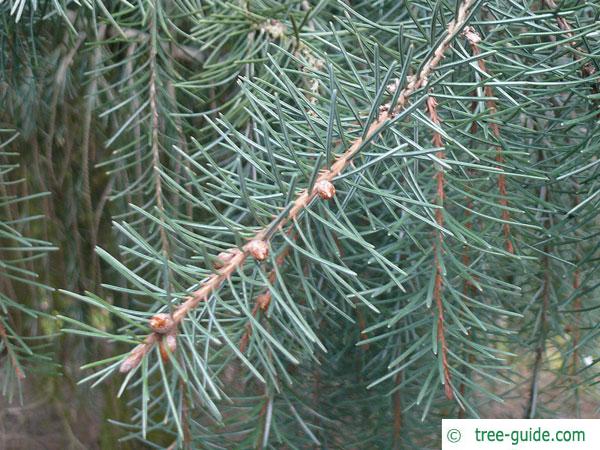 weeping spruce (Picea breweriana) branch