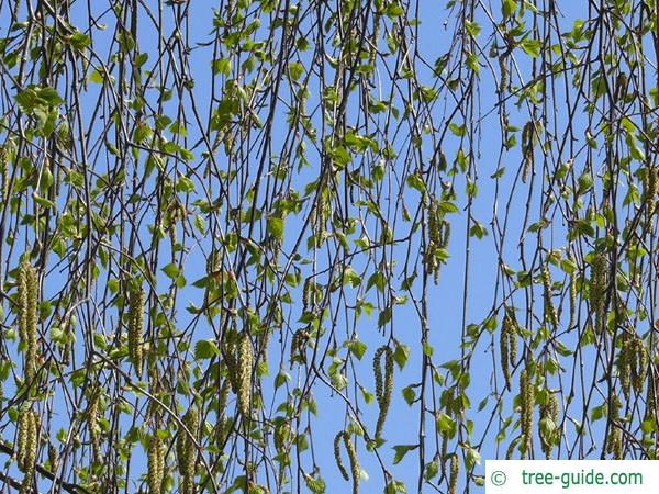 white birch (Betula pendula) budding in spring