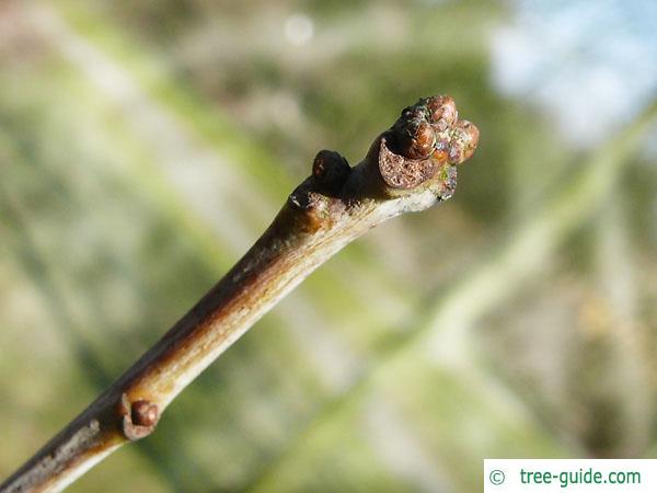 white oak (Quercus alba) buds