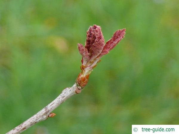 white oak (Quercus alba) sprouting