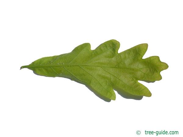 white oak (Quercus alba) leaf underside