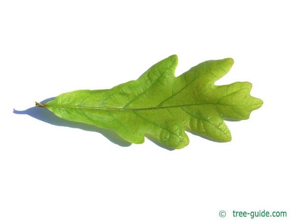 white oak (Quercus alba) leaf