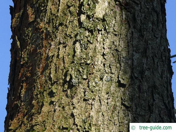white oak (Quercus alba) trunk / bark