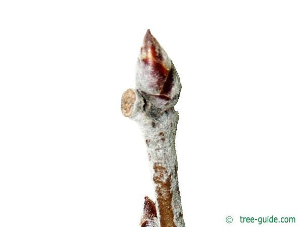 white poplar (Populus alba) bud