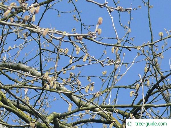 white poplar (Populus alba) flowers