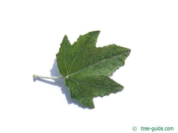 white poplar (Populus alba) leaf