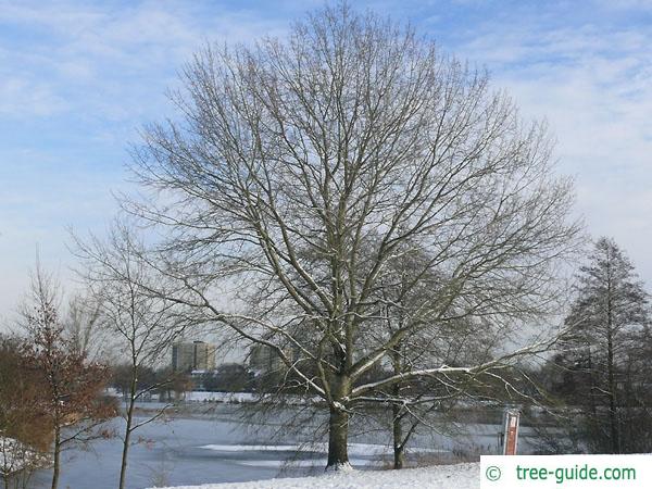 white poplar (Populus alba) tree in winter