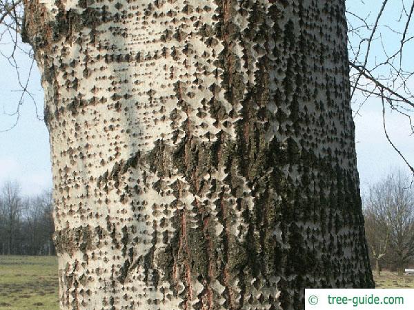 white poplar (Populus alba) twig