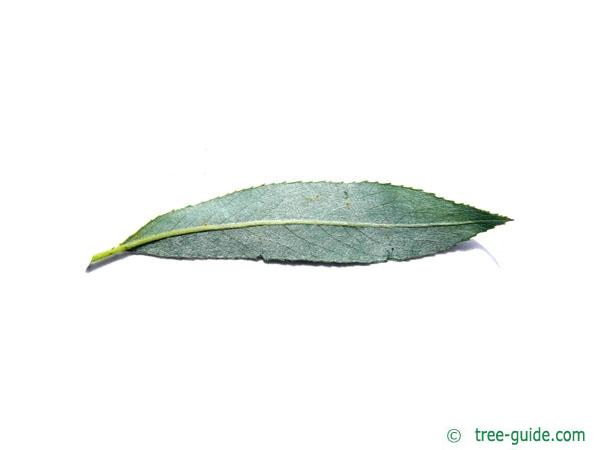 white willow (Salix alba) leaf underside