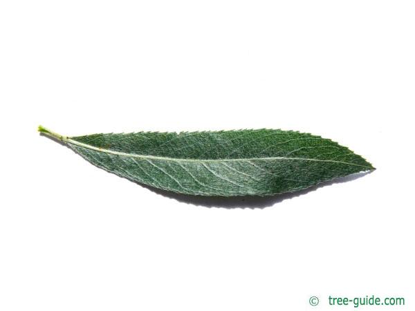 white willow (Salix alba) leaf