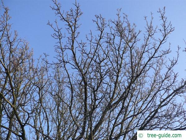 whitebeam (Sorbus aria) crown in winter