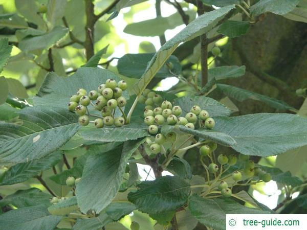 whitebeam (Sorbus aria) fruit