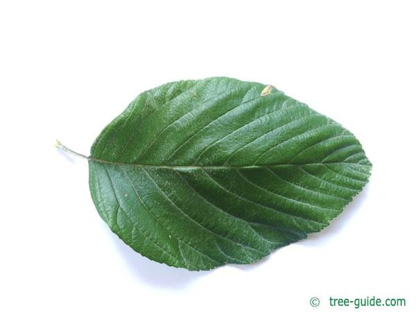 whitebeam (Sorbus aria) leaf