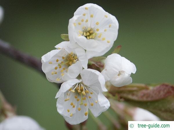 wild cherry (Prunus avium) flower