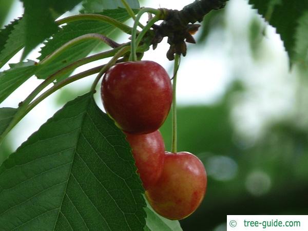 wild cherry (Prunus avium) friut / cherry