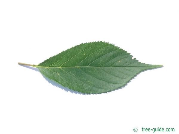wild cherry (Prunus avium) leaf