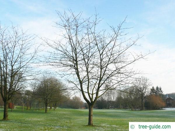 wild cherry (Prunus avium) tree