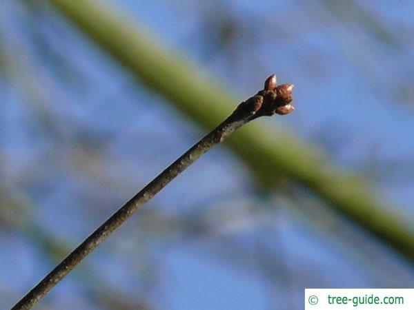 willow oak (Quercus phellos) treminal bud