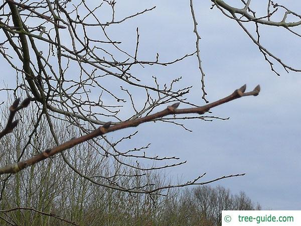 wych elm (Ulmus glabra) buds