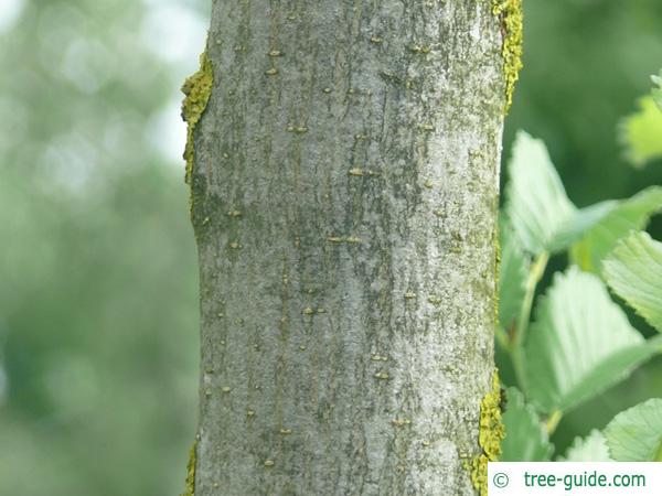 wych elm (Ulmus glabra) trunk / bark