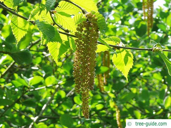 yellow birch (Betula alleghaniensis) flower catkins