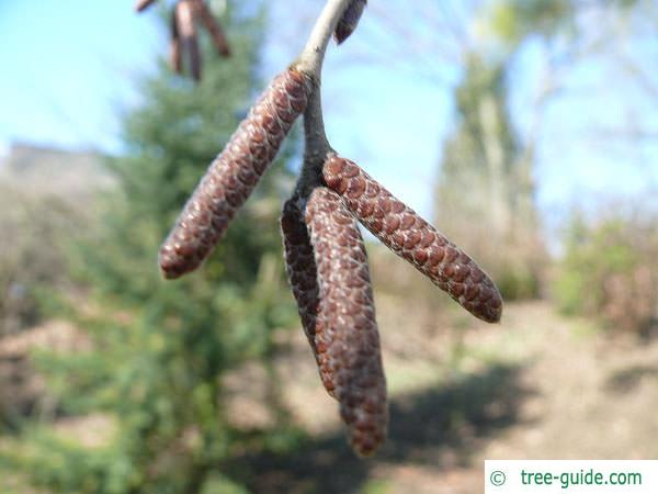 yellow birch (Betula alleghaniensis) flower buds