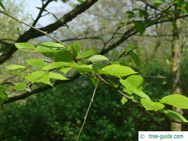 yellow birch (Betula alleghaniensis) leaves in may