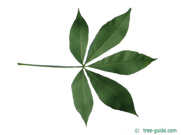 yellow buckeye (Aesculus flava) leaf underside
