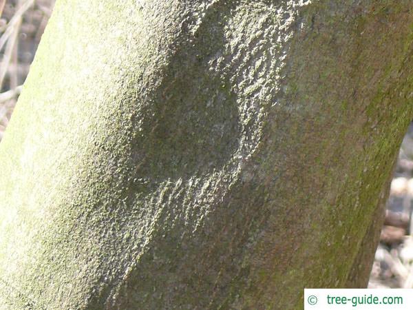 yellowwood (Cladrastis kentukea) trunk / bark