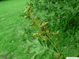 ascomycota at english oak (quercus robur)