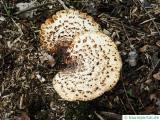 dryad's saddle (polyporus squamosus)