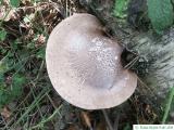 birch polypore (Piptoporus betulinus) at a birch trunk