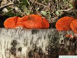 Cinnabar-red polypore (Pycnoporus cinnabarius) at birch