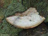 oak maze fungus (Daedalea quercina)