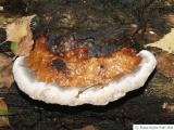 reishi (Ganoderma lucidum) fungus