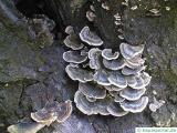 turkey tail (Trametes versicolor)