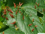 red gall mite on line leaf close up